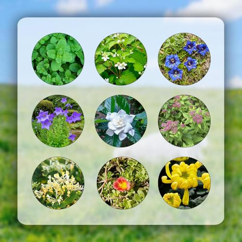 485 pcs kräutersamen set mehrjährig - herbs saat winterharte stauden mehrjährig,kräuter samen mix set, balkon deko zimmerbonsai bonsai gartenkräuter dachbegrünung deko