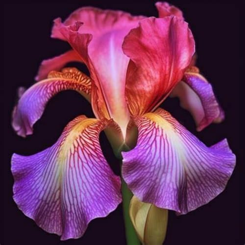 Iris Rhizome.Strong Plants That Grow Well Mix Golden Jade Carving Feels Beautiful-4 Rhizome-E