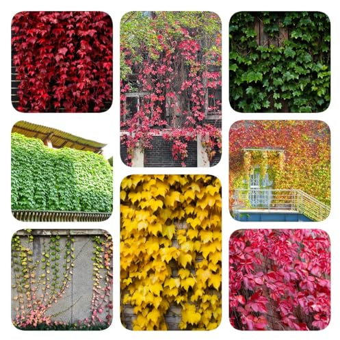 180 pcs Wilder Wein Winterhart Schnellwachsend Samen, kletterpflanzen winterhart, deko pflanzen Parthenocissus tricuspidata Samen, steingartenpflanzen winterhart luftreinigende zimmerpflanzen