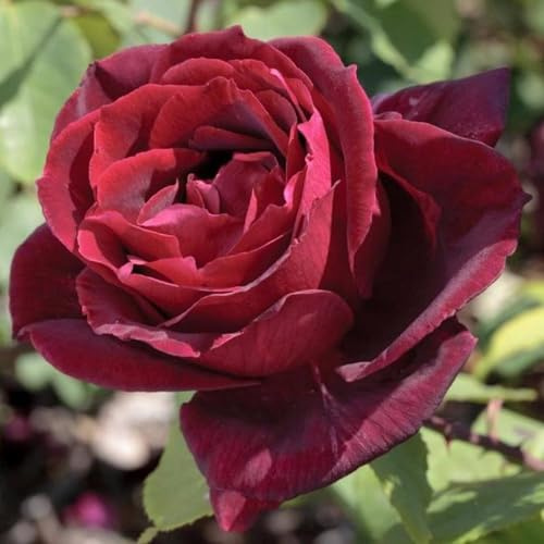 Vivai le Georgiche - Pianta vera di Rosa rampicante Papa Meilland GPT sin. Grimpant Papa Meilland MEIsarsar - vaso 6,5 Litri - Quadrato