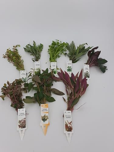Sahawa Wasserpflanzen Aquarium 5 schöne teils rote verschiedene Topfpflanzen im Set + 2 kleine Mooskugeln 1-2 cm, kräftige gut durchwurzelte Töpfe