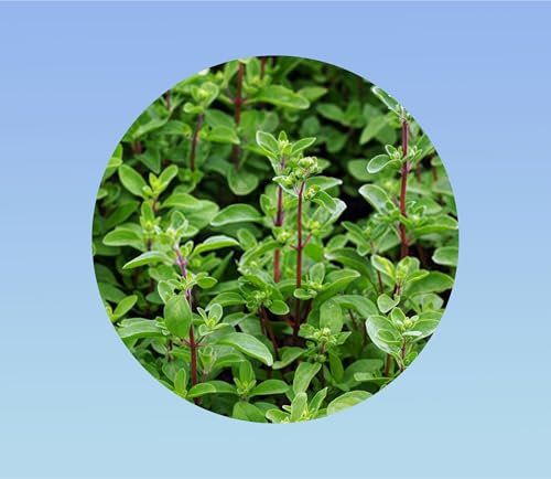10 graines de marjolaine annuelle - herbe aromatique - majorana -