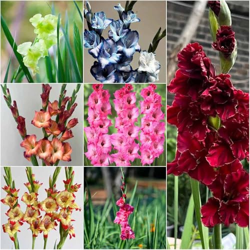bulbi di gladioli bulbi primavera Decorazione di Copertura del terreno resistente perenne resistenti bonsái balcone 20pcs