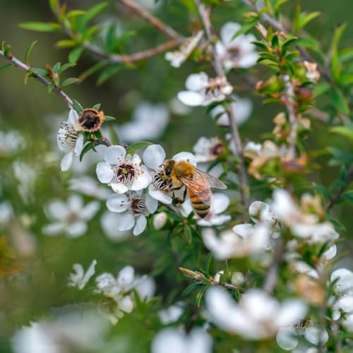 manuka extremadamente semillas de jardín semillas de decoración sala estar jardín siembra otoño, 400pcs