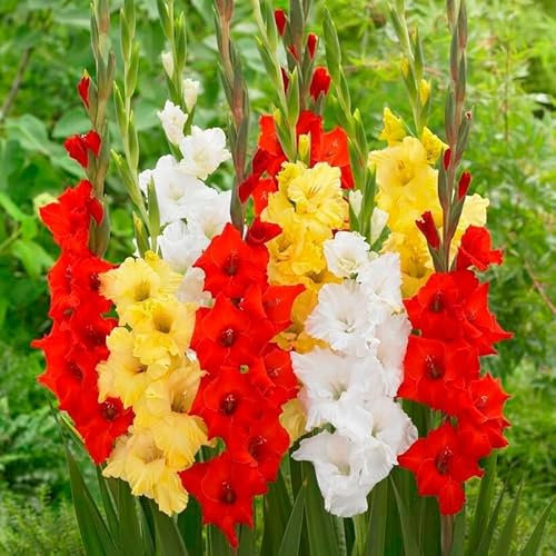 Gladiolen Gelb & Rot & Weiß Kollektion, 20 Zwiebeln aus Holland, Mischung aus drei Sorten, echte große Gladiolenpflanzen für Garten und Töpfe (keine Samen, nicht künstlich und winterhart)