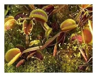 Stk - 5x Dionaea muscipula Red Piranha Venusfliegenfalle Samen B1261 - Seeds & Plants Shop by Ipsa