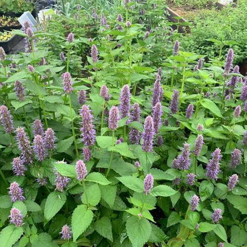 Semillas de ortiga fragante - variedades antiguas Agastache foeniculum - productos sostenibles semillas de cocina de jardín 100pcs