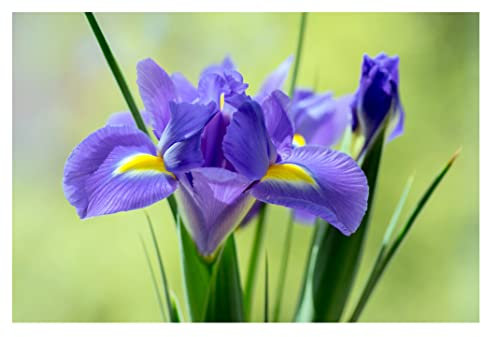 Oliwier's Bulbs 10 Dutch Iris Saphire Beauty Early Spring Flowering Bulbs Iris Hollandica Mixed Perfect for Beds, Borders and Containers Lovely Cut Flowers Garden Hardy Perennials, Yellow,Blue