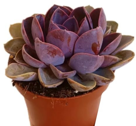 Planta natural Echeveria Perla Nuremberg, en maceta de 13 cm. Suculenta con rosetas de hojas gruesas, moradas y rosadas, muy decorativa. Segura Garden.