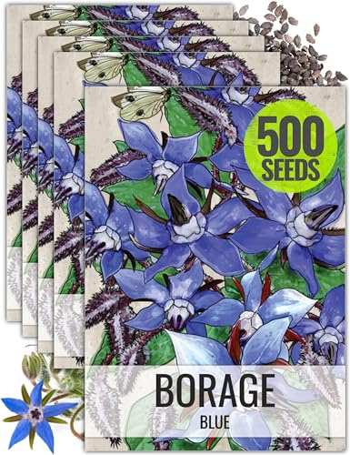 Seed Needs Borage Seeds for Planting Blue Star Flowers - Heirloom Non-GMO & Untreated - Plant a Home Grown Flowering Herb Garden Attract Bees, Butterflies & Other Pollinators (5 Packs)
