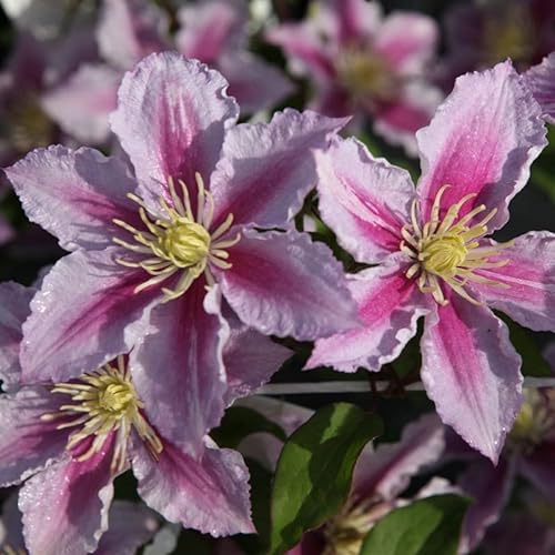 Clematis 'Piilu' - Waldrebe 'Piilu' - 50-60 cm Topf
