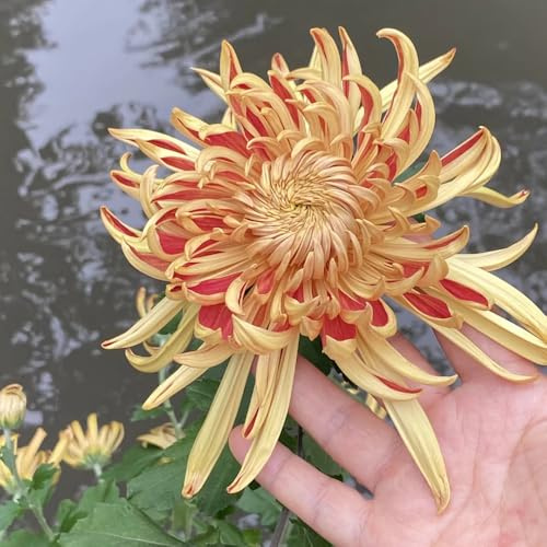 chrysanthemen, deko wohnzimmer winterhart bio garten 600samen