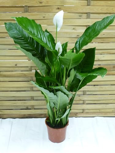 [Palmenlager] - Spathiphyllum Sweet Sebastiano - Einblatt mit vielen Blüten ca. 130 cm/dichter Wuchs / 24 cm Ø Topf/Zimmerpflanze