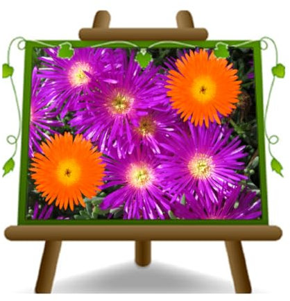 Plante couvre-sol ornementale Mesembrianthemum (mésembryanthème - mesembriantemo) en pot de 19 cm