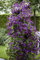 Clematis viticella 'Polish Spirit' 80-100 cm - Waldrebe, violette Blüten, Blütezeit Juni-September, ideal für Rankgerüste, pflegeleicht und winterhart