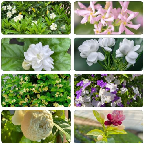 jazmín de balcón resistentes al invierno comprar semillas de perennes resistentes cortadas jardín interior balcón camas elevadas 180pcs