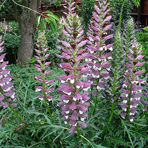 6 x Acanthe épineuse - Acanthus Spinosus - Godet 9x9 cm - Feuilles épineuses, floraison impressionnante