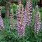6 x Acanthus Spinosus - Acanto spinoso Vaso 9x9cm - Perenne con Foglie Spinate e Decorativi