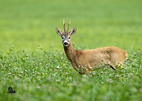 10x Stronghold Tierauflage - Rehbock - 42 x 59 cm - wasserabweisend/reißfest Scheibenauflage für Pfeil und Bogen