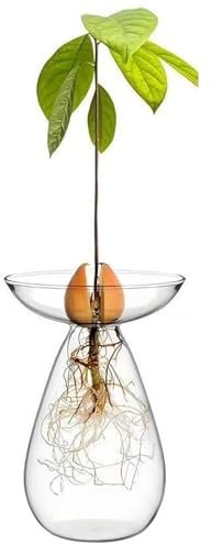 Avokadosfrön startvas klart glas avokados vas planterare hydroponiska växter växtkrukor små trädodlingskit för inomhus hem kontor dekoration – klara krukor för växter
