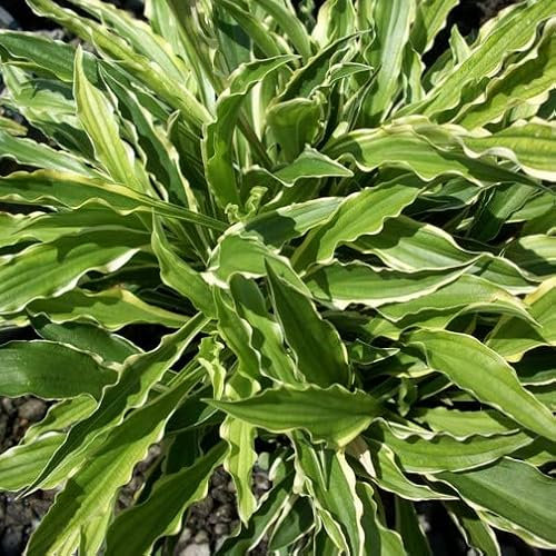 Pianta vera di Hosta Stiletto - Diametro Vaso Ø 10 cm
