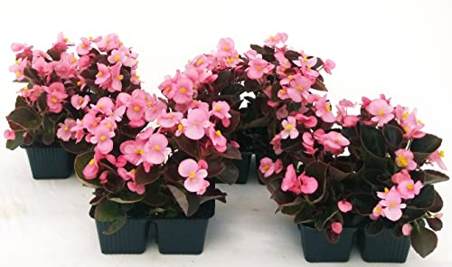 POWERS TO FLOWERS - BEGONIA SEMPERFLORENS, BEGONIETTA DA ESTERNO, FOGLIA ROSSA e FIORE ROSA, 16 PIANTE, piante vere