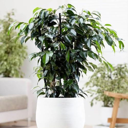50 pcs birkenfeige samen - Ficus benjamina - garten geschenk, bio saatgut birkenfeige zimmerpflanze zimmerpflanzen, pflanzen geschenk saatgut, nachhaltige geschenke winterharte pflanzen