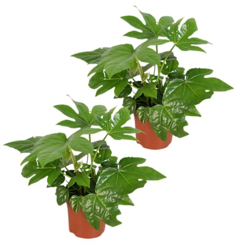 Pflanze Plus | Fatsia japonica (aralia del Giappone) | Lotto da 2 piante | Pianta da interno facile da curare