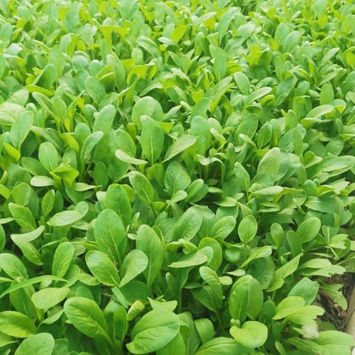 Semi di Pak Choi biologici - resistenti all'esterno senape cinese rare biologici da appartamento, 600pcs