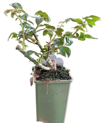 Rosal Arbustivo Rosa Florido Planta Ornamental con Rosas Naturales