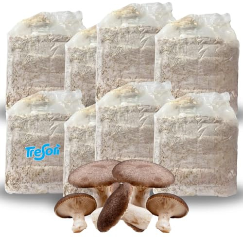 Tresorì - 8 Panetti Funghi Cardoncelli, Pleurotus Eryngii, Balletta di Funghi con Micelio di Prima Scelta, Fungo della Murgia, Set Coltivazione - MADE IN ITALY