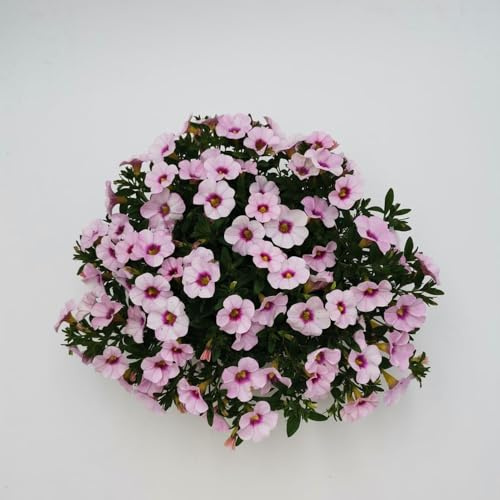 semillas de perennes resistentes, de primavera semillas interior petunia, resistentes 55pcs