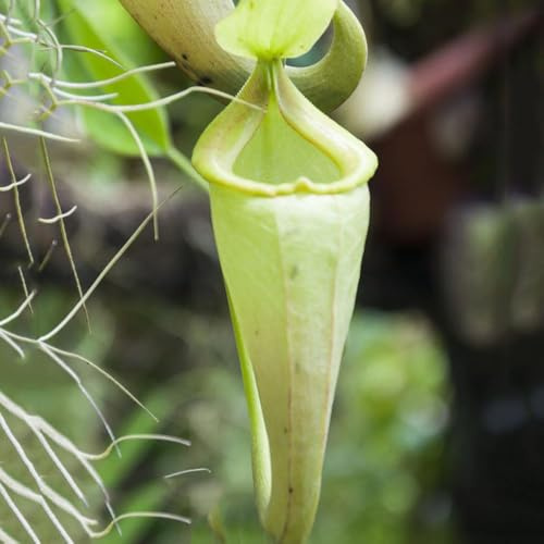 carnivora - semi nepenthes di giardino semi esotici balcone per gli amanti del giardino verde -serie rare- interni carnivora 450pcs