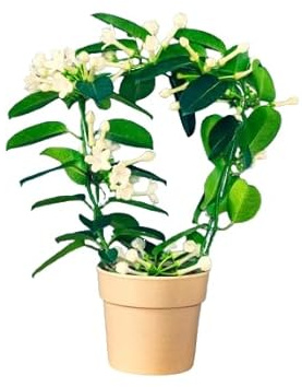 Stephanotis Floribunda Natural - Madagascar - Planta Aromática con Flores Blancas
