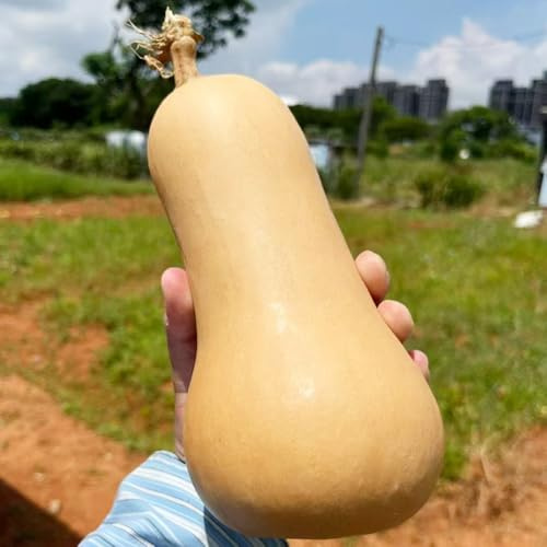 Semillas de calabaza - variedades antiguas regalos sostenibles calabaza ornamental jardín del balcón resistentes extraño exótico resistentes para 90pcs