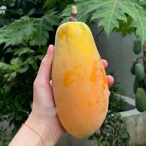 semi di papaya dell'di melone - fresca, esotiche resistenti, all'inverno per balconi, resistente per balcone 120pcs