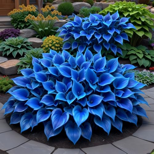 Hosta Rizoma-Ecologización Embellece el entorno Ideal para decorar tu jardín-I-6 Rizoma