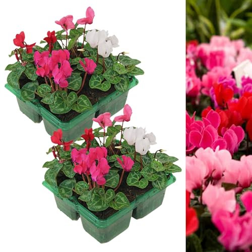 Cyclamen Mixed Garden Ready Plants 2 x 4 Pack - Autumn Flowering Perennials Shrubs - Outdoor Instant Colour Plants for Beds, Containers or Borders