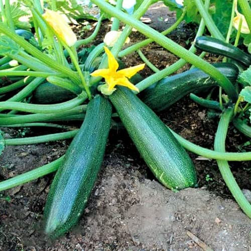 Buy4seeds COURGETTE - Astra Polka - 20 Seeds - Zucchini - Cucurbita Pepo - Vegetable Seeds Fro Planting Garden Yard Patio and Useful for Gifts