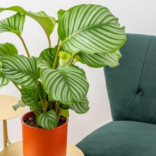 Carbeth Plants Calathea Orbifolia in 12cm Pot