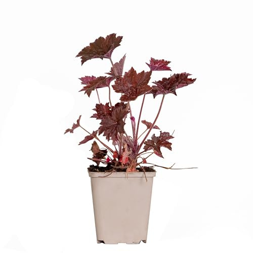 Bloomique - Heuchera Micrantha 'Palace Purple' - Heuchère - Plantes de jardin - Rustique - Sans danger pour les animaux - Hauteur 10-20 cm - Pot 9x9 cm
