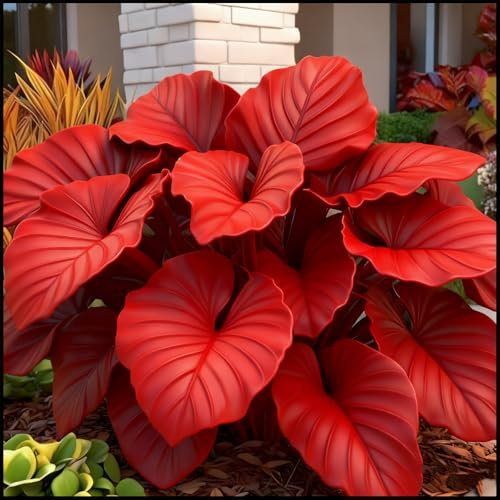 Bulbos de hosta/Hosta/Hosta Perenne-FáCil De Mantener Hosta rara Crea RáPidamente Un Hermoso JardíN-E-4 Rizoma