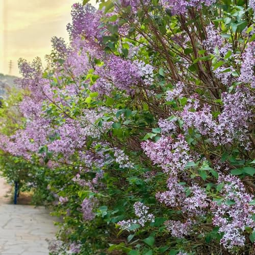 lillà - d'appartamento sempreverdi siepi resistenti ombra ornamen 100semi