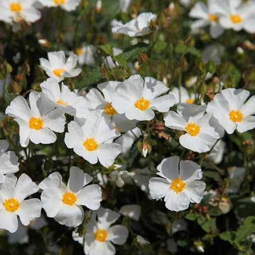 Plant Theory Rock Rose Cistus x Hybridus Shrub Plant 2L Pot