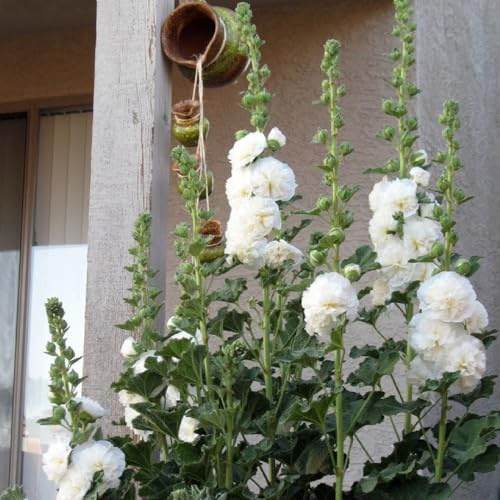 semi di malvarosa perenne resistente, malvarosa, luoghi soleggiati, balcone selvatici da balcone, recisi resistenti per il giardino, 125pcs