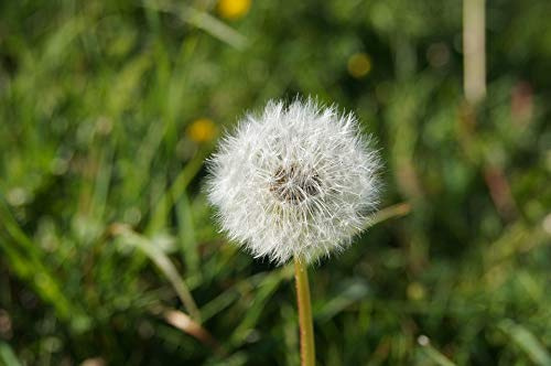 Home Comforts Meadow Dandelion Green Seeds Air Nature Flower-20 Inch By 30 Inch Laminated Poster With Bright Colors And Vivid Imagery-Fits Perfectly In Many Attractive Frames