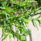 semillas de estragón perennes resistentes semillas de hierbas perennes estragón hierbas, jardín en el balcón plantas resistentes en macetas jardín, exótico cobertura del suelo, 400pcs