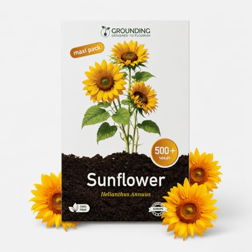 Grounding Maxi - Semillas de Girasol Enano Amarillo dorado, 500 semillas, altura 40–60 cm - Helianthus annuus es ideal para borduras, parterres y macetas grandes - siembra fácil - Calidad Europea