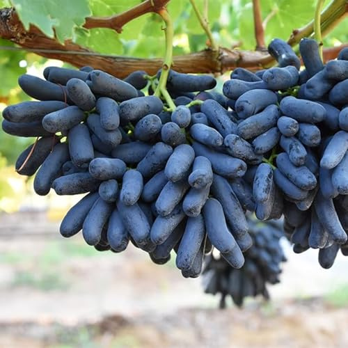 Excellente présentation, bon pour les conteneurs de racine de raisin, de racine de raisin, de racine nue, de vigne de raisin - 2 racines