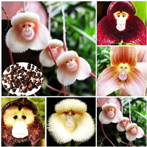 100/200 Graines Rare Orchidée Visage de Singe - Fleurs Exotiques Uniques pour Jardin, Balcon, Intérieur - Plante Ornementale Facile à Cultiver (100)